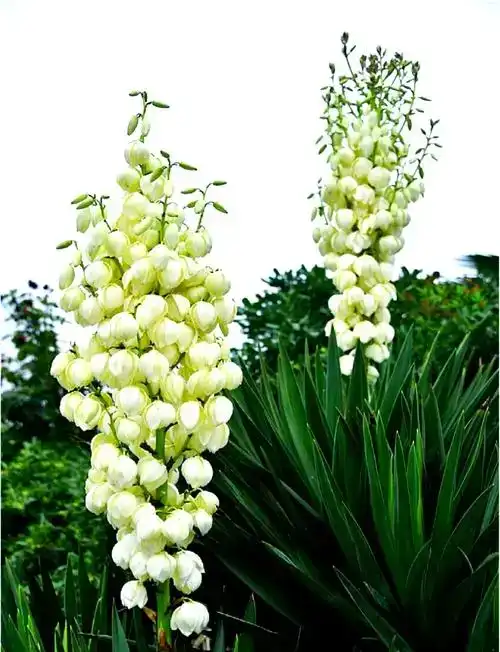 What are the active ingredients in Yucca liquid?